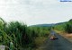 A person laying on the side of a road next to tall grass.